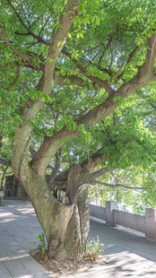 古榕树扎根于石板路旁