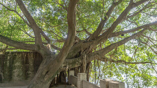 古老繁茂的大树庇护小屋