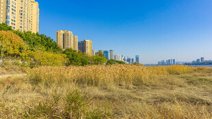 城市边的荒草地景观