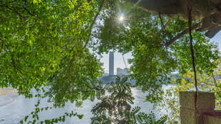 绿荫下的城市景致