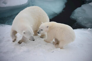 北极熊母子雪地亲昵互动