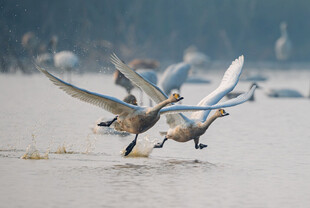 天鹅于水面振翅飞翔