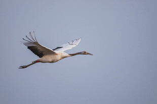 翱翔天际的优雅丹顶鹤