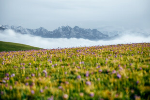 草原花海与远山云雾美景