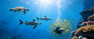 海底畅游的多彩鱼类