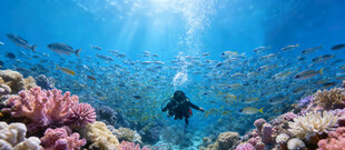 海底美景中的潜水者