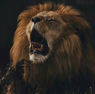 怒吼的雄狮
