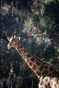 森林中的长颈鹿