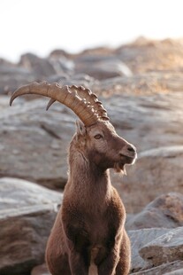 高山上的长角野山羊