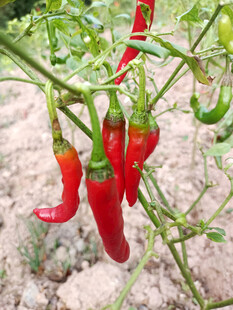 辣椒
