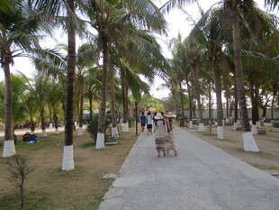 三亚椰林小道上的悠闲漫步