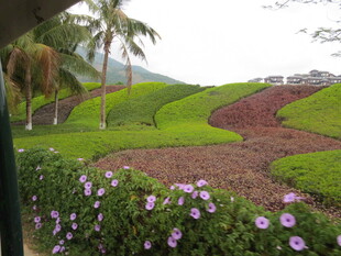 三亚美丽花园景观 花草繁茂