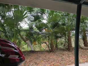 三亚车旁绿植环绕的户外景致