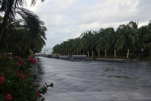 三亚雨中街道与葱郁树木