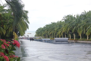 三亚海滨椰林景观