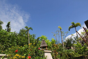 三亚热带花园景观 绿植繁茂