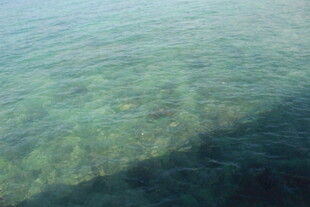 三亚清澈海水中的斑斓海底世界