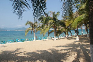 美丽海滨沙滩与棕榈树