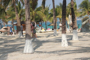 三亚热带沙滩上的椰子树景观