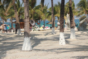 热带沙滩上的棕榈树景观