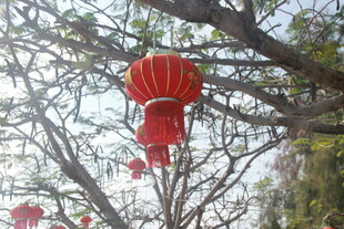 树枝间悬挂的红色灯笼