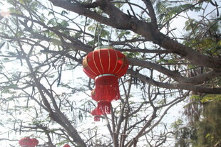 树上挂着的红色灯笼