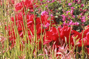 艳丽红花朵朵绽放