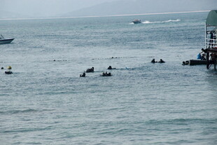 海上船只与水中活动场景