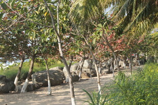 热带风光中的树木与岩石