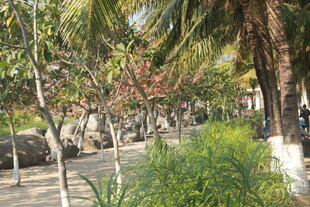 热带林荫小道风光