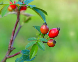 野生玫瑰果