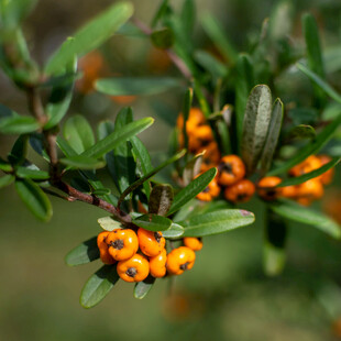 沙棘果