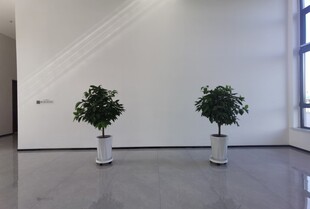 室内绿植装饰的空旷空间