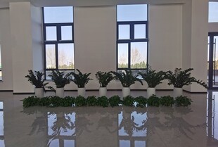 宽敞明亮的室内绿植景观