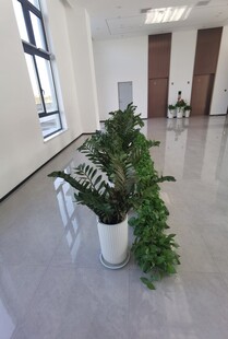 室内绿植装点宽敞办公空间