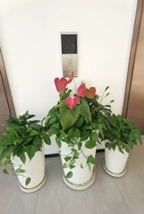 墙边多彩盆栽组合