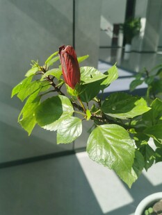 绿叶间的红扶桑