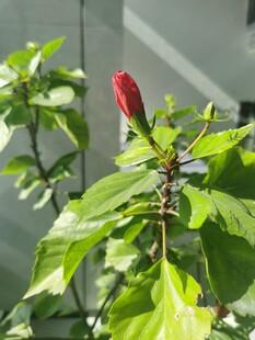 红苞绿叶的娇艳花卉