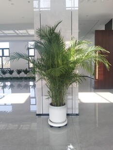 大厅中的绿植盆栽