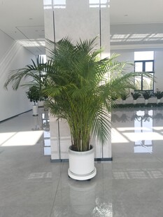 大厅中的绿植盆栽