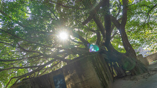 阳光透过大树洒下的美景