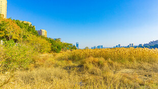旷野风光 蓝天草木相映
