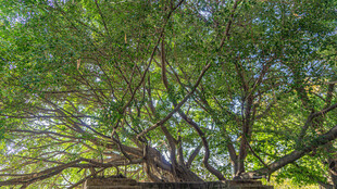 繁茂大树的蓬勃姿态