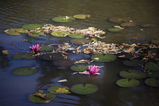 池塘中的睡莲与荷叶