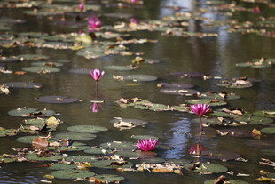 池塘中的粉色睡莲