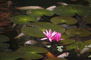 水中睡莲与游鱼的景致