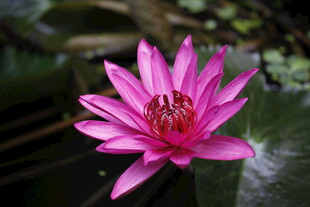 娇艳粉色睡莲绽放