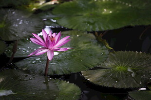 水中绽放的娇艳粉色睡莲