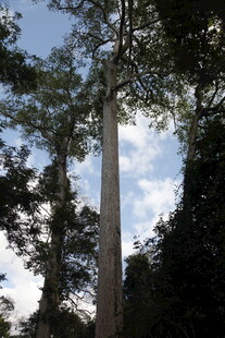 高耸入云的参天大树