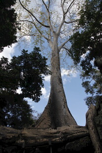 古老巨树扎根于繁茂丛林
